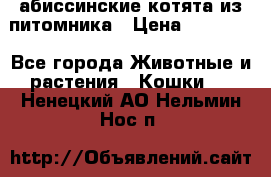 абиссинские котята из питомника › Цена ­ 15 000 - Все города Животные и растения » Кошки   . Ненецкий АО,Нельмин Нос п.